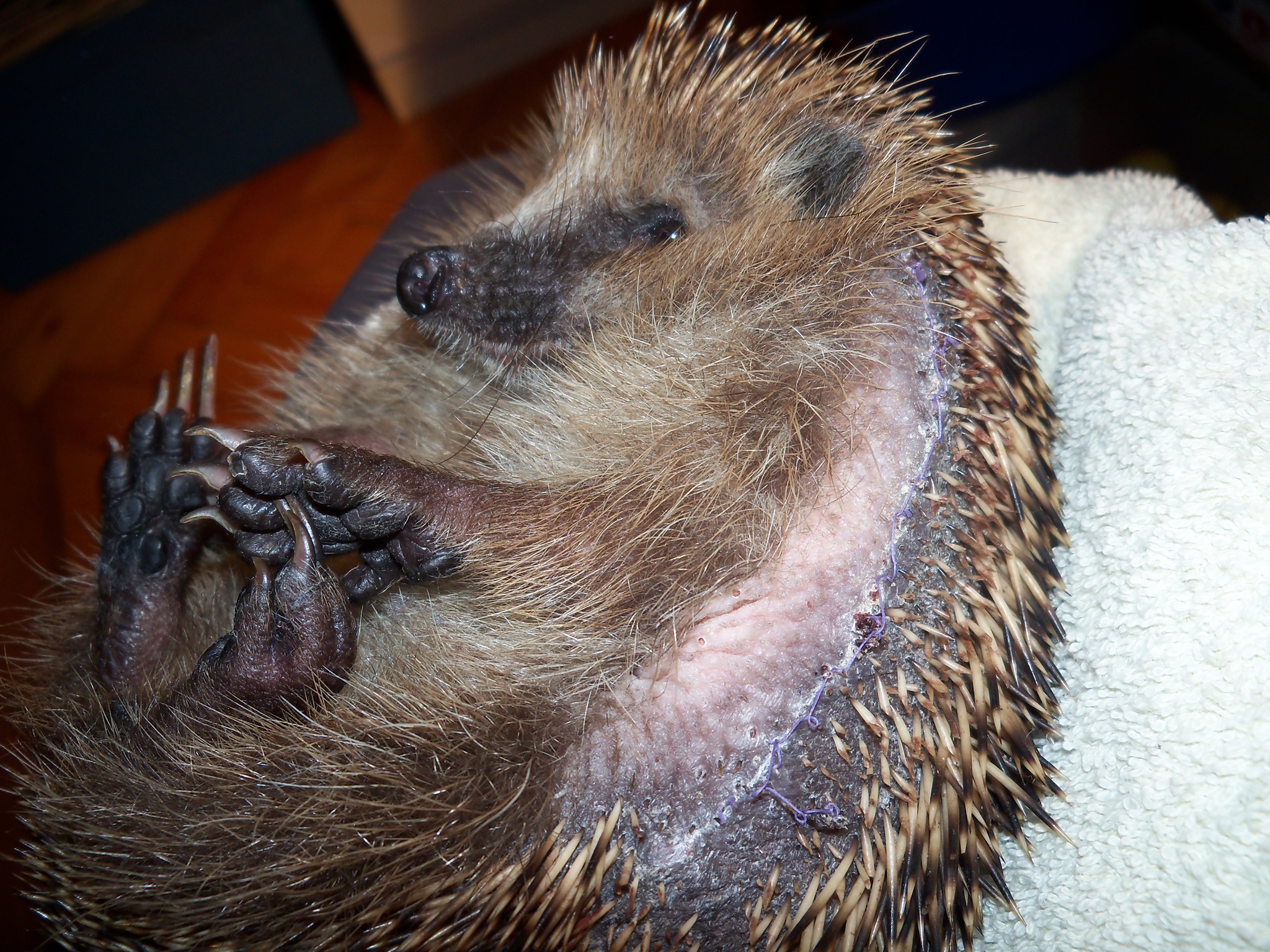 Igel Cräcker — Rezepte Suchen