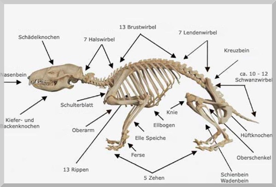 Igelskelett