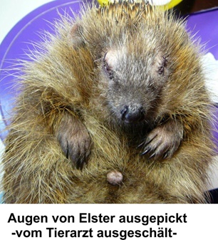 Verletzter Igel 12