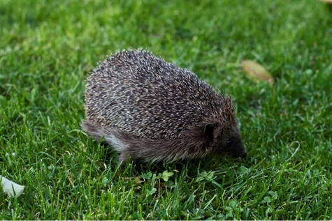 Igel im Gras