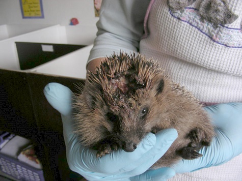 Igel mit Verletzung