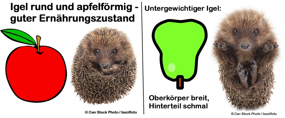1 Igel Gefunden Notfallplan