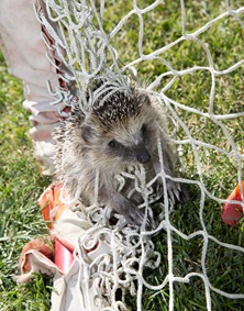 Igel im Fußballnetz