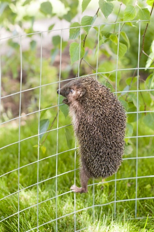 Igel im Drahtzaun