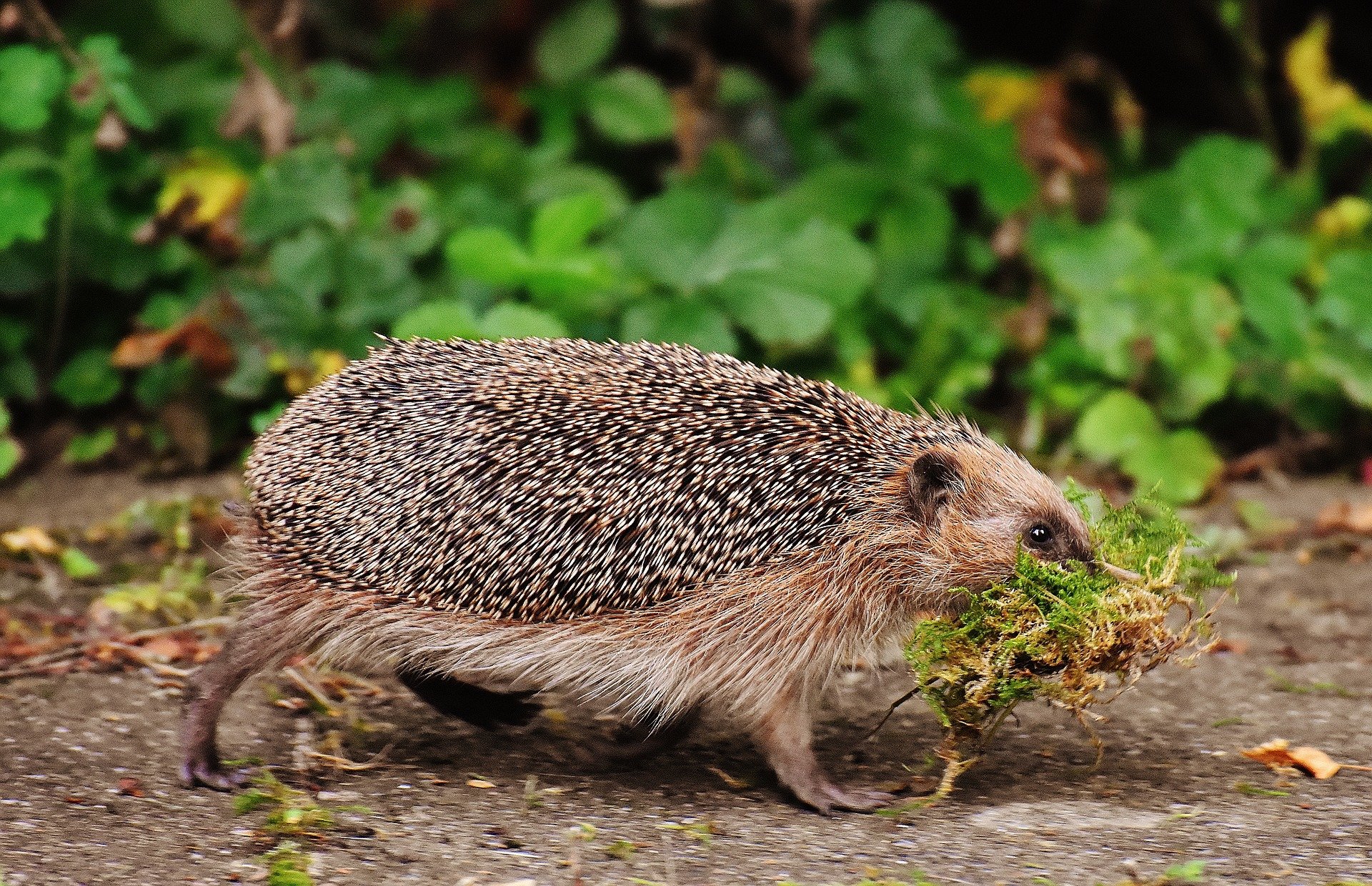 Igel