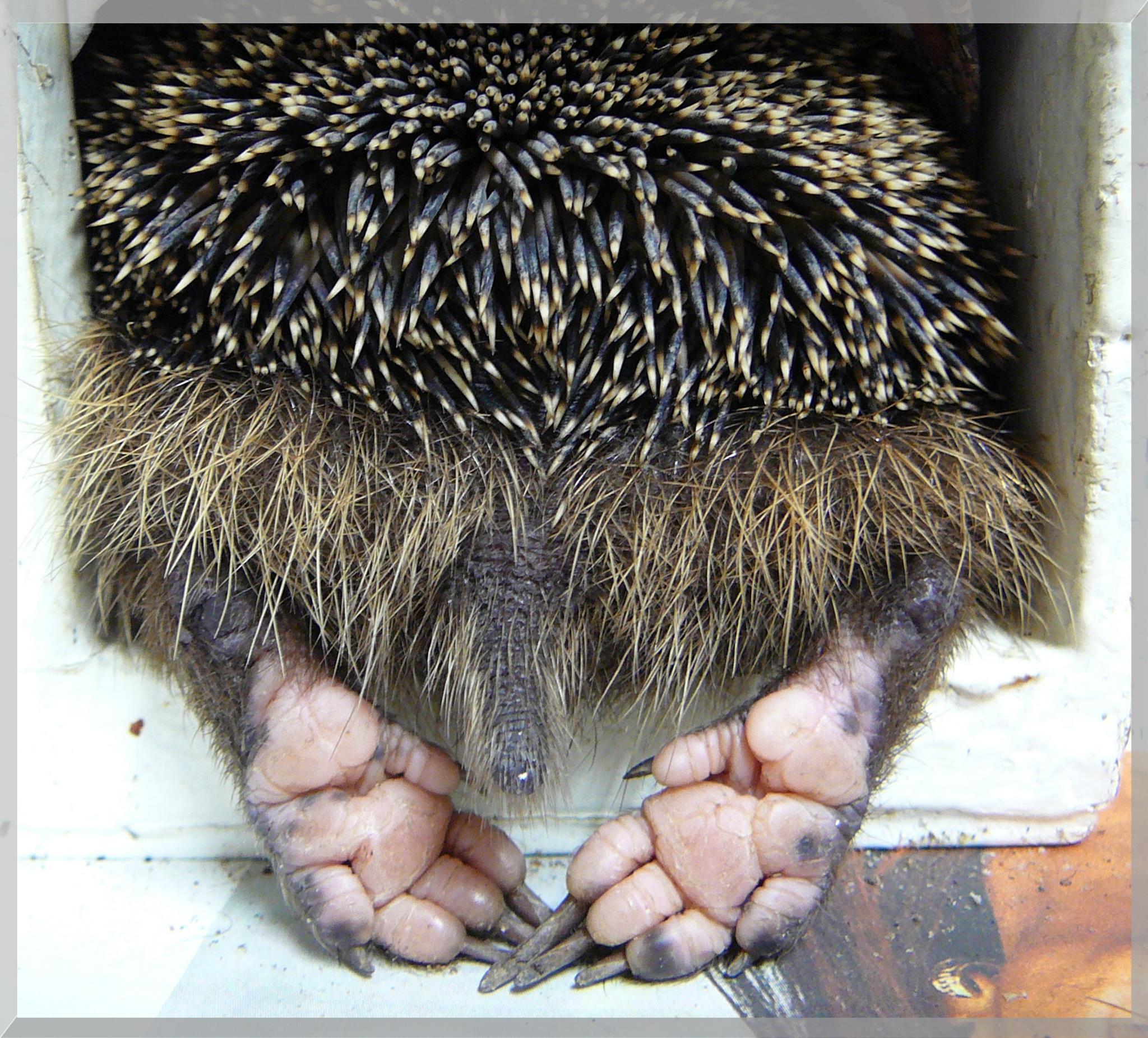 10. Gefahren für den Igel