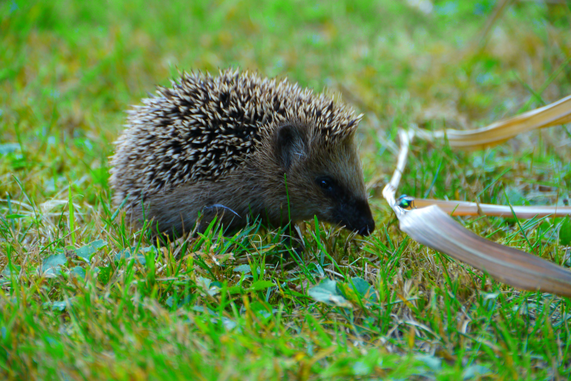 1 Igel Gefunden Notfallplan