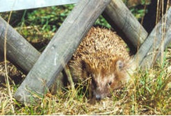 Igel