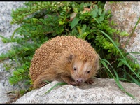 Igel