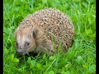 Igel