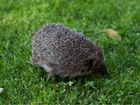 Igel