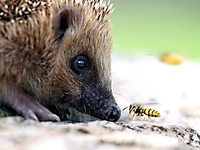 Igel