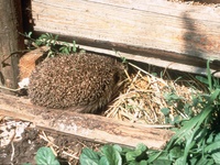 Igel