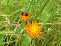 Insekten und Blüten