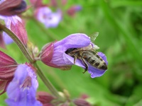 Insekten und Blüten