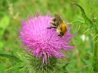 Insekten und Blüten