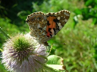 Insekten und Blüten