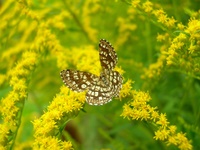 Insekten und Blüten