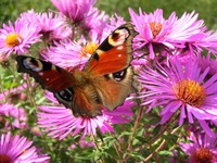 Insekten und Blüten