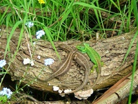 Insekten und Blüten