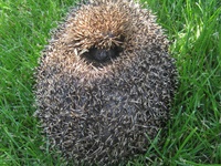 Igel