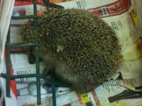 Igel im Zaun 1