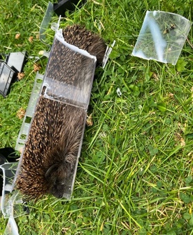 Igel in Rattenfalle