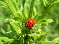 Insekten und Blüten