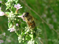 Insekten und Blüten