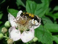 Insekten und Blüten