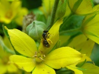 Insekten und Blüten