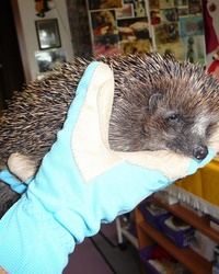 Igel in der Hand halten 2