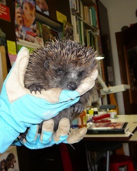 Igel in der Hand halten 3